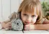 lapin nain