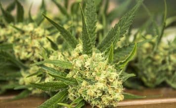 Quand récolter du CBD ? Quand récolter CBD