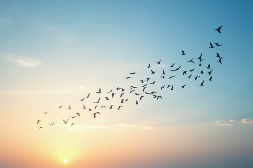 Grand groupe d'oiseaux migrateurs en V au lever du soleil
